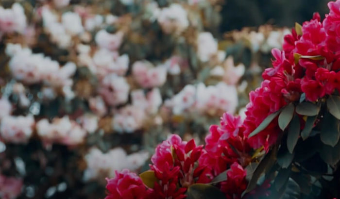 Bluebird: Official Lyric Video